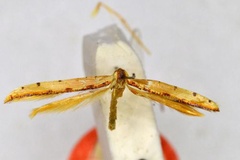 Caloptilia pentaphylactis