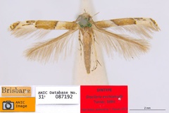 Acrocercops enchlamyda
