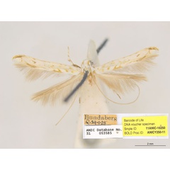 /filer/webapps/moths_gc/media/images/H/habrophanes_Cuphodes_PL1_ANIC.jpg