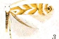 Phyllonorycter salicifoliella