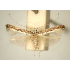 /filer/webapps/moths_gc/media/images/D/dodonaeae_Stomphastis_PT_TMSA6008.jpg