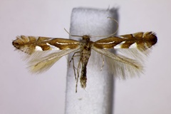 Phyllonorycter belotella
