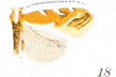 Cameraria quercivorella