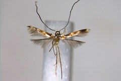 Chrysocercops lithocarpiella