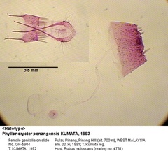 /filer/webapps/moths_gc/media/images/P/penangensis_Phyllonorycter_GF_HT_5904_EIHU.jpg