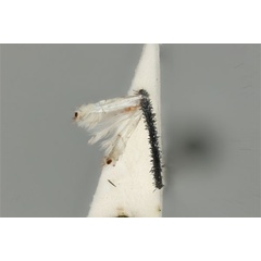/filer/webapps/moths_gc/media/images/D/dichotoma_Phyllocnistis_ST_ANIC31-076548_dorsal.jpg