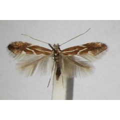 /filer/webapps/moths_gc/media/images/S/salictella_Phyllonorycter_A_ZSM_4.jpg