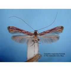 /filer/webapps/moths_gc/media/images/M/magnoliae_Caloptilia_HT_EIHU.jpg