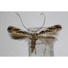 /filer/webapps/moths_gc/media/images/B/brachybotrys_Liocrobyla_A_ZSM.jpg