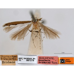 /filer/webapps/moths_gc/media/images/T/tristaniae_Acrocercops_ST1_ANIC.jpg