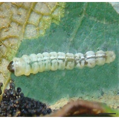 /filer/webapps/moths_gc/media/images/U/universitaria_Vallissiana_larva_Pereira-et-al_2019_154_2.jpg