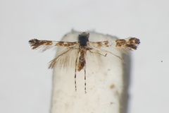Parectopa nesitis