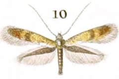 Sabulopteryx limosella