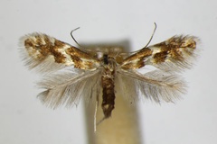 Phyllonorycter salicicolella