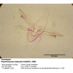 /filer/webapps/moths_gc/media/images/M/matsudai_Phyllonorycter_GM_HT_2320_EIHU.jpg