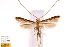 Diphtheroptila breynella