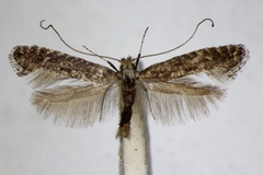 Parornix carpinella