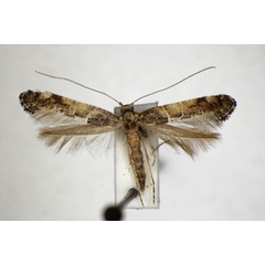 /filer/webapps/moths_gc/media/images/T/toubkalella_Gracillaria_PT_ZSM.jpg