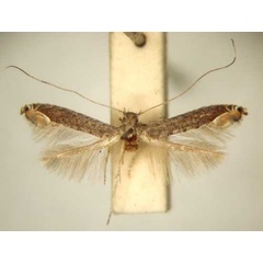 /filer/webapps/moths_gc/media/images/T/triceros_Callicercops_MT_TMSA6113.jpg