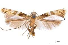 Murwillumbah panconita