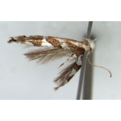 /filer/webapps/moths_gc/media/images/O/ololua_Phyllonorycter_HT_RMCA.jpg