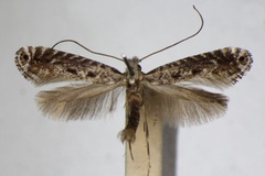 /filer/webapps/moths_gc/media/images/S/scoticella_alpicola_Parornix_A_ZSM.jpg