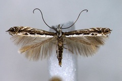 Micrurapteryx gradatella