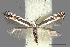 Micrurapteryx baranchikovi