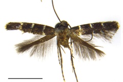 Metriochroa alboannulata
