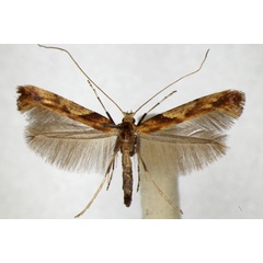 /filer/webapps/moths_gc/media/images/H/hemidactylella_Caloptilia_A_ZSM.jpg