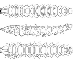 /filer/webapps/moths_gc/media/images/A/ambrosiavora_Atacamaptilia_larva3_Espinoza-Donoso-etal_2022_407.jpg