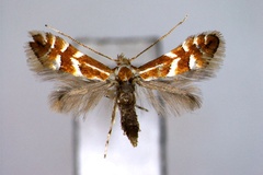 Phyllonorycter sorbicola