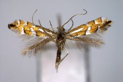 Phyllonorycter aino