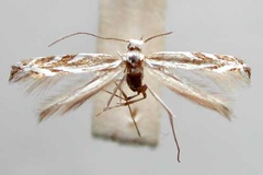 Aristaea eurygramma