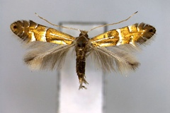Phyllonorycter longispinata