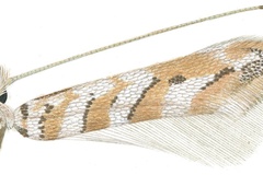 Cameraria cretaceella