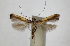 Caloptilia azaleella