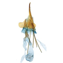 /filer/webapps/moths_gc/media/images/X/xerocarpa_Epicephala_HT_GF_ANIC.jpg