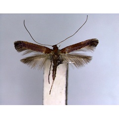 /filer/webapps/moths_gc/media/images/L/leucothoes_Caloptilia_PT_EIHU.jpg