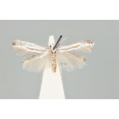 /filer/webapps/moths_gc/media/images/M/machaerophora_Aristaea_HT_ANIC31-036703_dorsal.jpg
