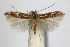 Phyllonorycter brunnea