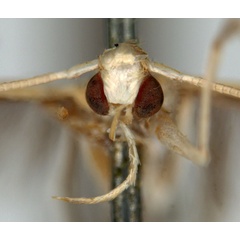 /filer/webapps/moths_gc/media/images/O/ochroptila_Acrocercops_HT_head_ANIC.jpg