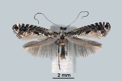 Parornix atripalpella