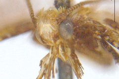Caloptilia bryonoma
