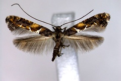 Gracillaria ussuriella