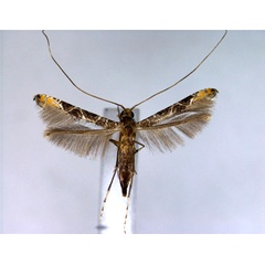 /filer/webapps/moths_gc/media/images/C/cramerella_Conopomorpha_A_EIHU.jpg