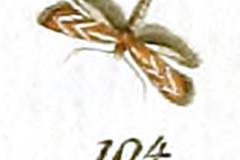 Phyllonorycter corylifoliella