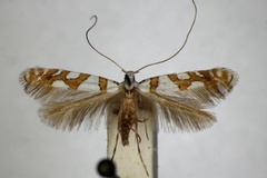 Spulerina simploniella
