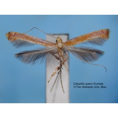 /filer/webapps/moths_gc/media/images/Q/querci_Caloptilia_HT_EIHU.jpg