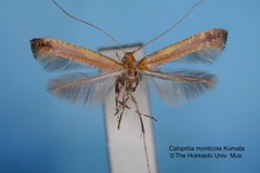 Caloptilia monticola